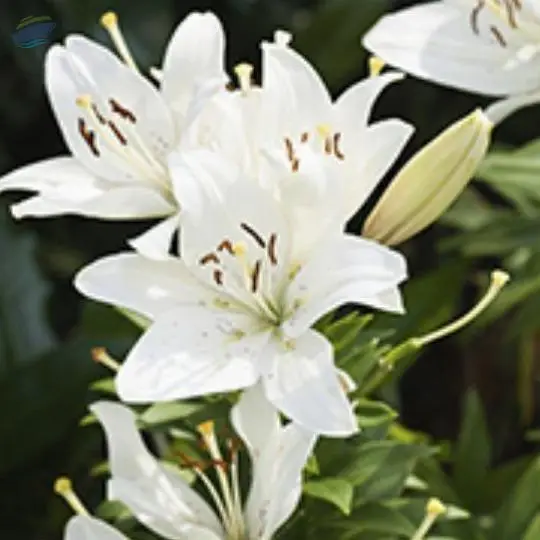 Lilies