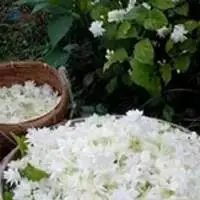 Jasmine Rice