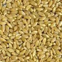Durum Wheat Grain