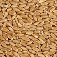 Millet Wheat