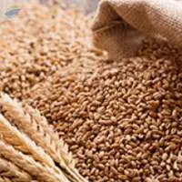 Sarbati Wheat