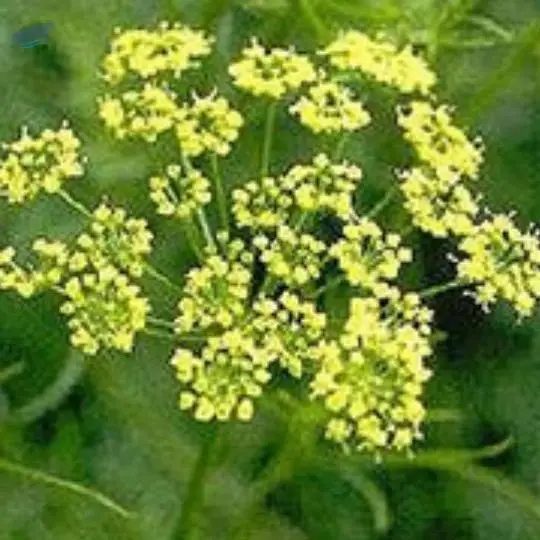 Ferula Asafoetida