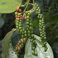 Peppercorn