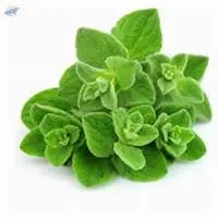 Oregano