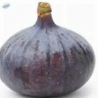 Fig