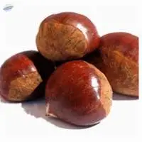 Chestnut