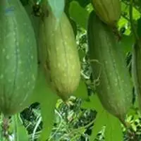 Luffa