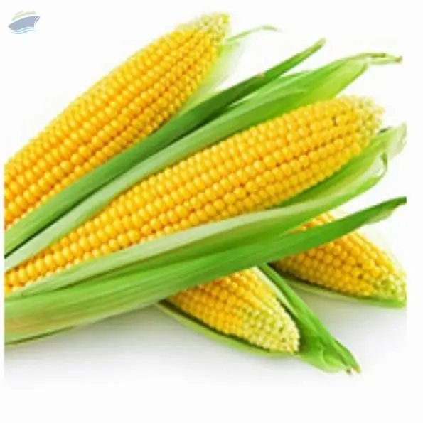 Corn