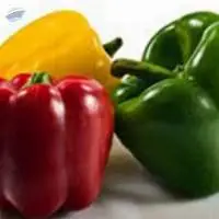 Capsicum