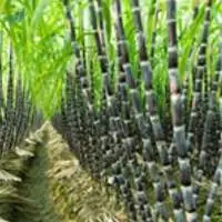 Sugarcane