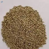 Pearl Millet
