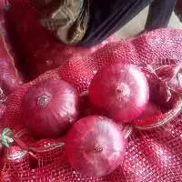 Onion