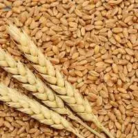 Wheat