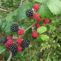Blackberries