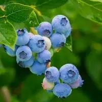Blueberries
