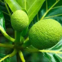 Breadfruit