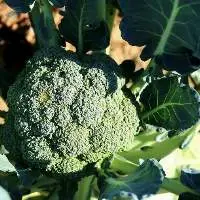Broccoli