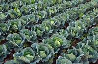 Cabbage