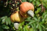 Cashew