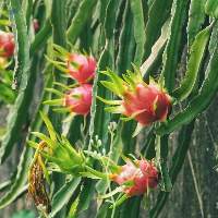 Dragon Fruit
