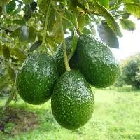 Hass Avocado
