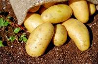 Potatoes