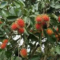 Rambutan