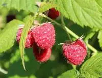 Raspberries