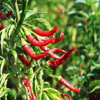 Red Chili
