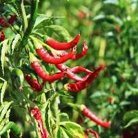 Red Chili