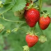 Strawberries