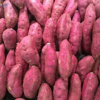 Sweet Potato