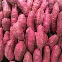 Sweet Potato