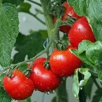 Tomatoes