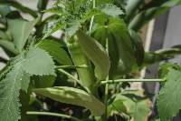 Okra