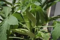 Okra