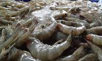 Frozen Shrimps