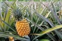 Pineapples MD2