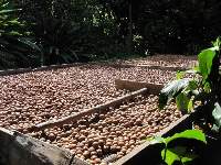 Macadamia Nuts