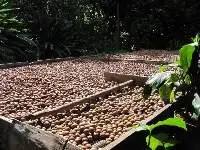 Macadamia Nuts