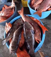Grouper Fish