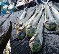 Fresh or Frozen Mahi Mahi Fish