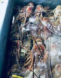 Caribbean And Pacific Spiny Lobster