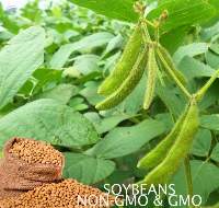 Soybeans
