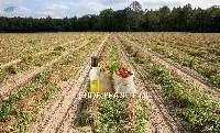 Peanut Oil