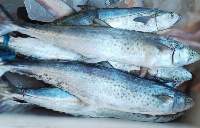 Pacific Mackerel