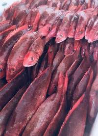 Red Snapper (lutjanus Ccampechanus)