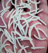 Basmati and Non Basmati Rice