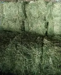Alfalfa Grass | Alfalfa Hay