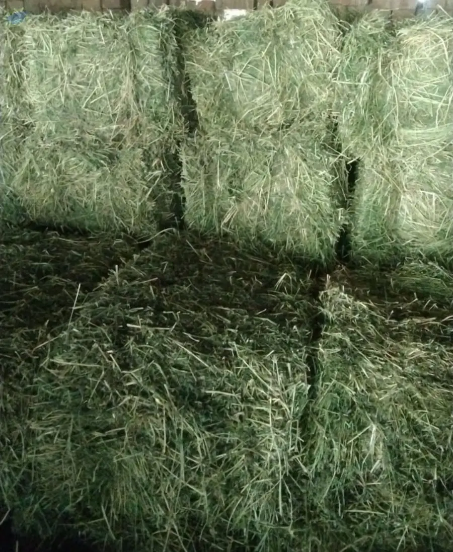 Alfalfa Grass | Alfalfa Hay